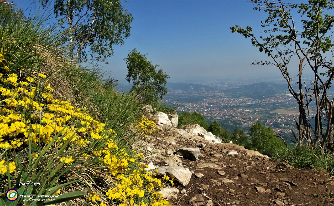 68 Fiori di ginestrino.JPG